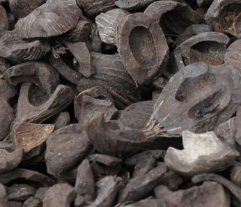 Palm Kernel Shell