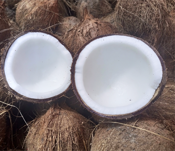 Semi-Husked Coconut